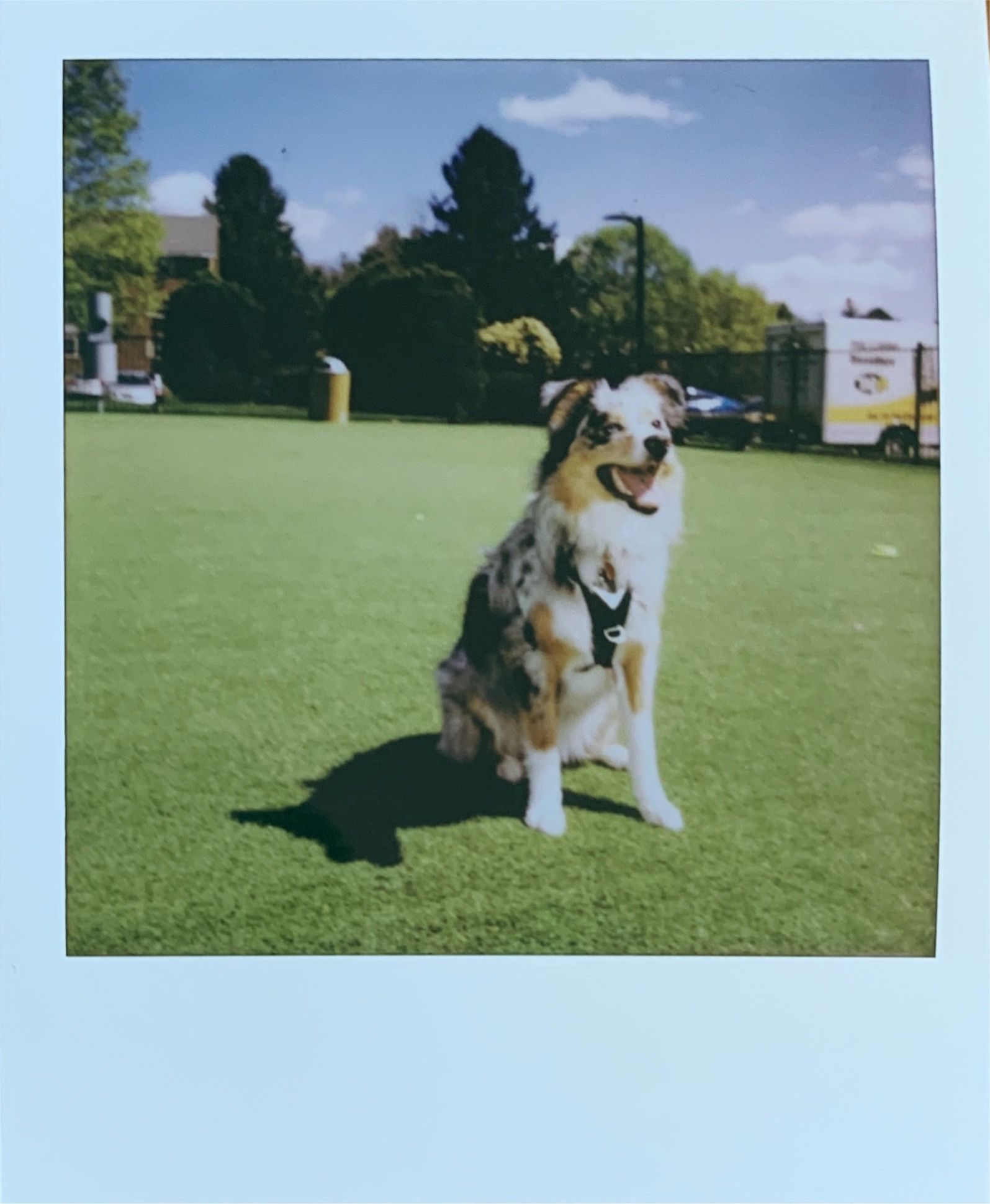 australian Shepheard dog on turf grass looking towards sun